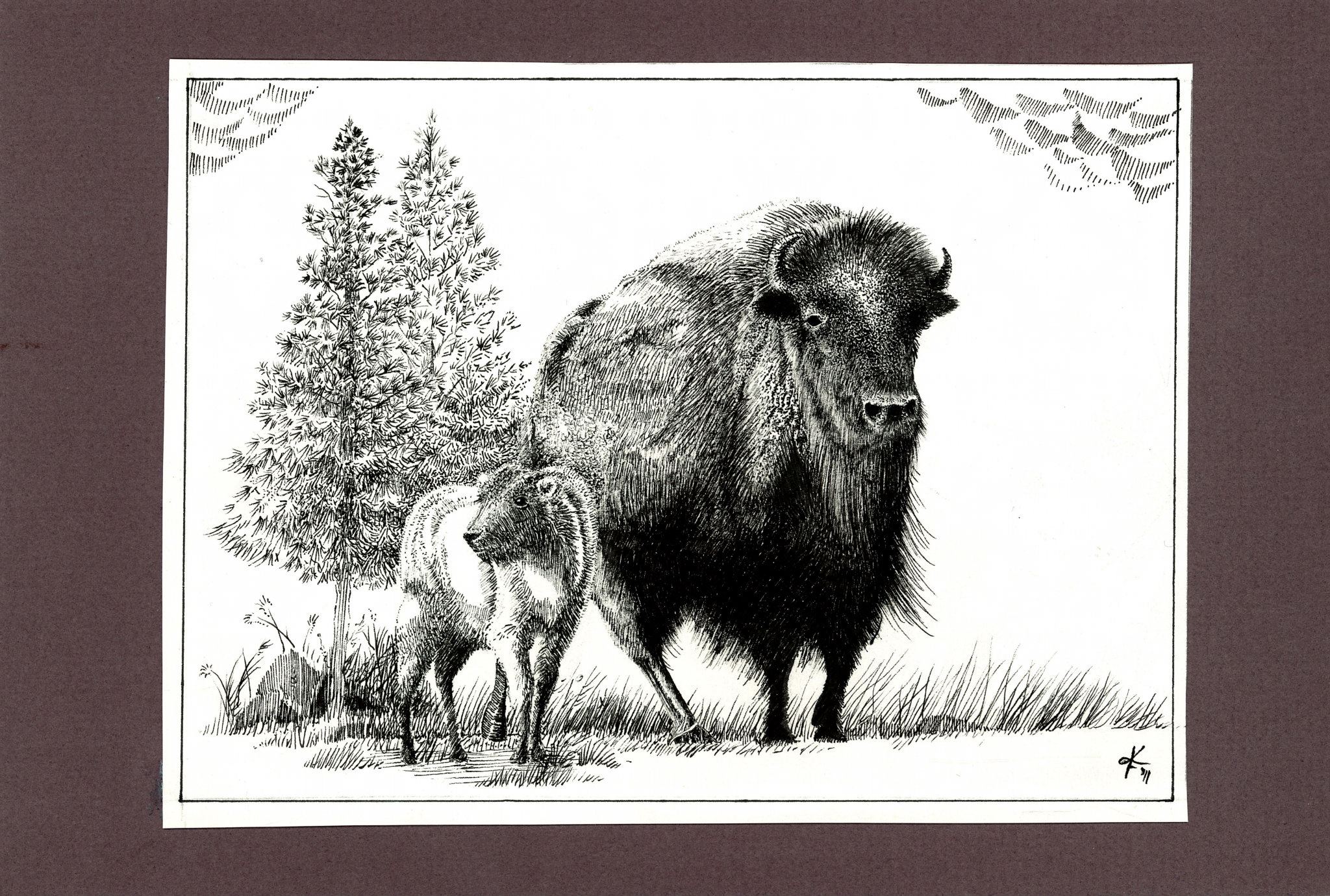 Line art drawing of buffalo and calf